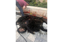 گزارش تصویری// تهیه گوشت قربانی به مناسبت عید سعید قربان توسط دانشجویان اهل سنت و اهل تشیع دانشگاه بین المللی مذاهب اسلامی برگزار شد